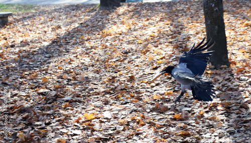 Crow or raven with bread in the beak, in flight.