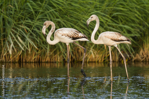 Greater Flamingo  Phoenicopterus roseus 