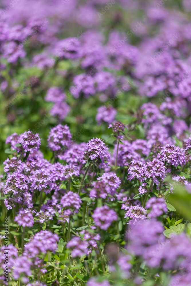 Field of blooming pink thyme.