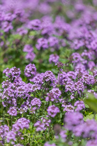 Field of blooming pink thyme.