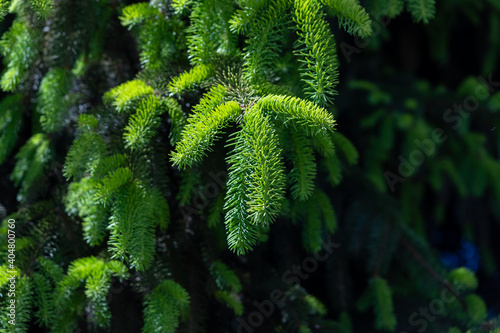 Young shoots of spruce.