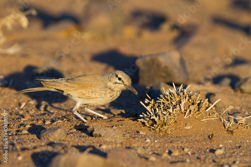 Witbandleeuwerik, Greater Hoopoe Lark, Alaemon alaudipes ssp. alaudipes photo