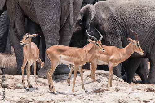 impala entelopes in front of elephants photo