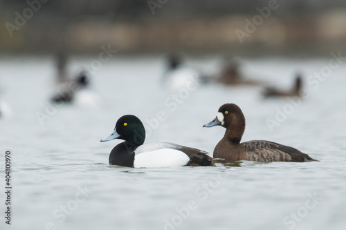 Toppereend, Greater Scaup, Aythya marila