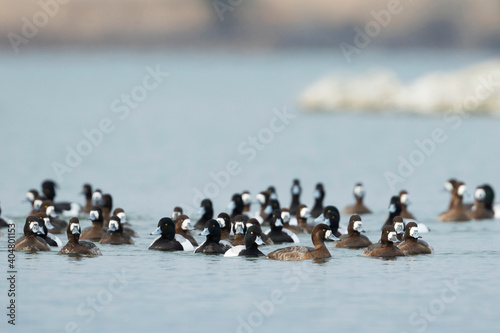 Toppereend, Greater Scaup, Aythya marila