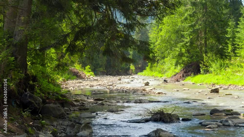 Beautiful pine forest and calm river in the high moutnains in Europe Beautiful pine forest and calm river in the high moutnains in Europe