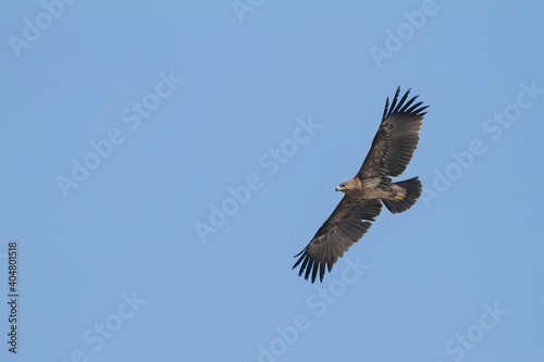 Greater Spotted Eagle; Aquila clanga