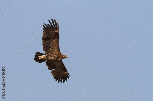 Greater Spotted Eagle; Aquila clanga;