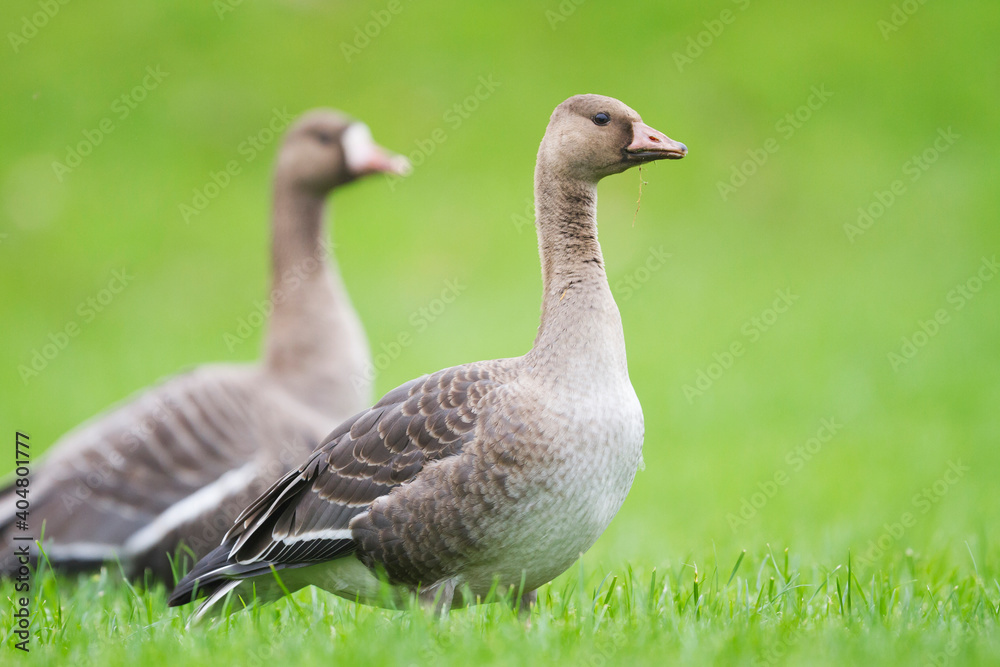 Kolgans, Greater White-fronted Goose, Anser albifrons albifrons Kolgans, Greater White-fronted Goose, Anser albifrons albifrons