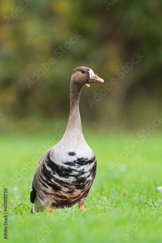 Kolgans, Greater White-fronted Goose, Anser albifrons albifrons photo