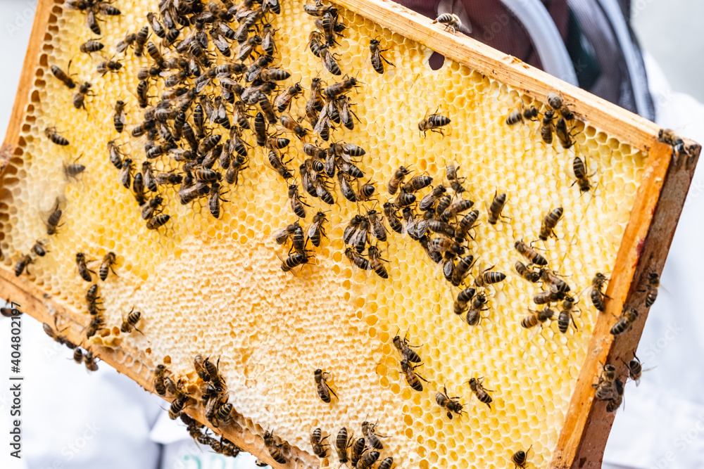 Honey Bees On A Honeycomb Filled Frame ( Bee Keeping ) Honey Bees On A Honeycomb Filled Frame ( Bee Keeping )