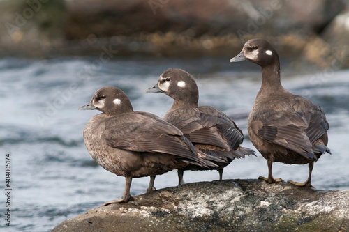 Harlequin Duck, Harlekijneend, Histrionicus histrionicus photo