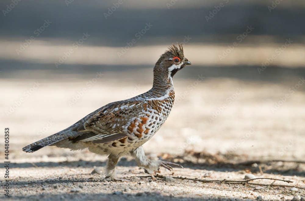 Hazelhoen, Hazel Grouse, Bonasa bonasia volgensis Hazelhoen, Hazel Grouse, Bonasa bonasia volgensis