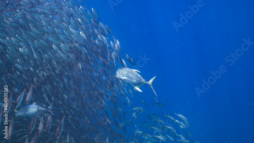 Hunting Blue Runner in bait ball, school of fish in turquoise water of coral reef in Caribbean Sea, Curacao © NaturePicsFilms