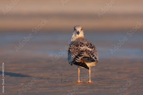 Zilvermeeuw, European Herring Gull, Larus argentatus photo