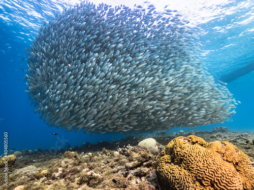 Bait ball, school of fish in turquoise water of coral reef in Caribbean Sea