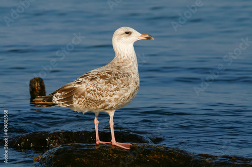 Zilvermeeuw, European Herring Gull, Larus argentatus © AGAMI