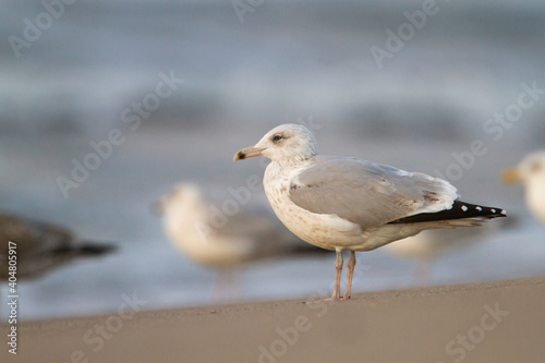 Zilvermeeuw, European Herring Gull, Larus argentatus