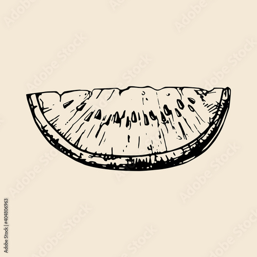 Vector hand sketch of watermelon. Retro illustration.