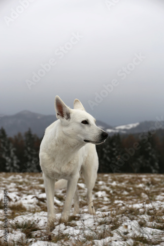 Wildness   White dog in mountains    