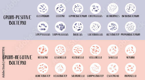 Gram-positive and gram-negative bacteria. Bacteria classification, different genus. Morphology. Microbiology. Vector flat illustration