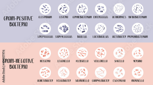 Gram-positive and gram-negative bacteria. Bacteria classification, different genus. Morphology. Microbiology. Vector flat illustration photo