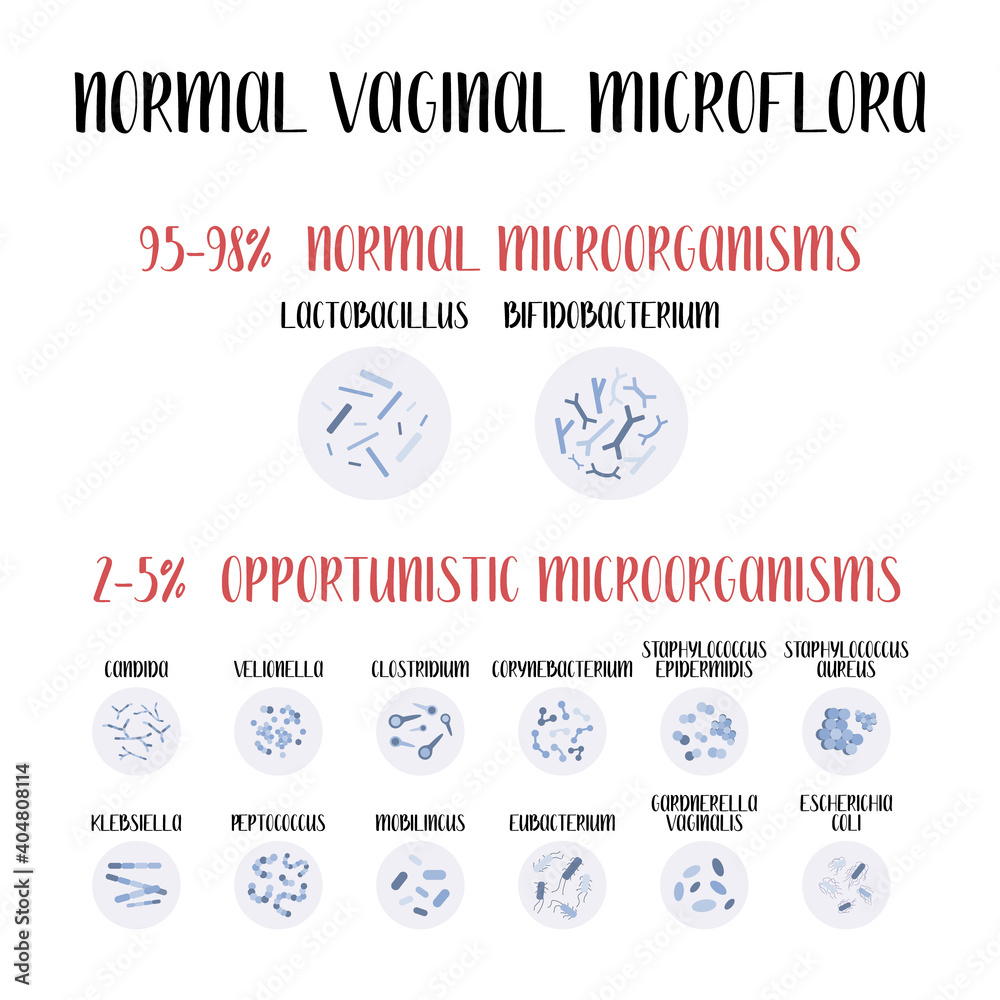 Naklejka premium Normal vaginal microflora, lactobacillus, bifidobacterium. Normal and opportunistic pathogenic microorganisms, infection. Female reproductive system. Gynecology. Vector flat cartoon illustration