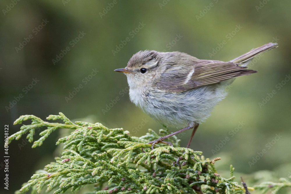 Humes Bladkoning, Hume's Leaf Warbler, Phylloscopus humei humei Humes Bladkoning, Hume's Leaf Warbler, Phylloscopus humei humei
