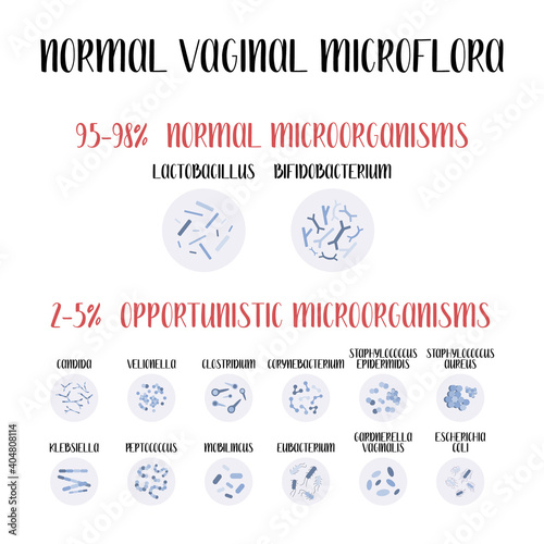 Normal vaginal microflora, lactobacillus, bifidobacterium. Normal and opportunistic pathogenic microorganisms, infection. Female reproductive system. Gynecology. Vector flat cartoon illustration
