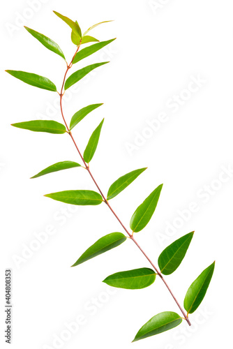twig with green leaves isolated on white background for wedding invitations  greeting cards  blogs  posters