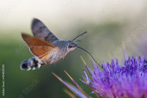 Hummingbird hawk-moth, Kolibrievlinder, Macroglossum stellatarum