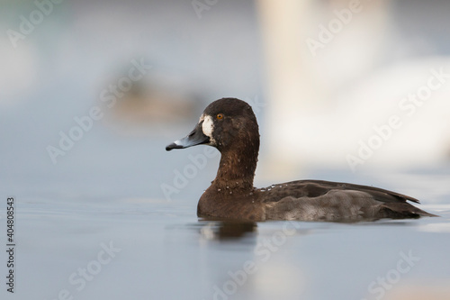 Hybrid Common Pochard x Tufted Duck, Hybride Kuifeend x Tafeleend, Aythya ferina x A. fuligula photo