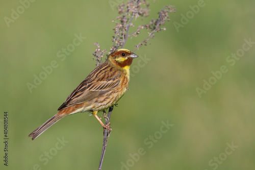 Yellowhammer x Pine Bunting, Emberiza citrinella x Emberiza leucocephalos photo
