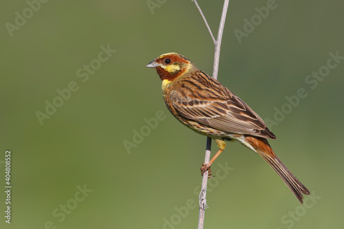 Yellowhammer x Pine Bunting, Emberiza citrinella x Emberiza leucocephalos photo