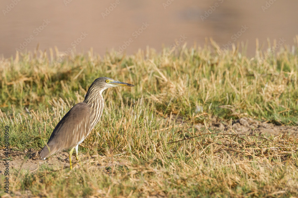 Indian Pond Heron, Ardeola grayii