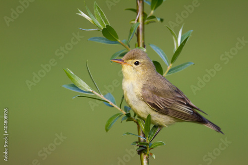 Spotvogel, Icterine Warbler, Hippolais icterina photo