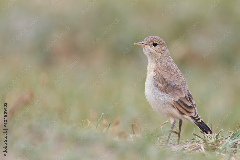 Izabeltapuit, Isabelline Wheatear, Oenanthe isabellina Izabeltapuit, Isabelline Wheatear, Oenanthe isabellina