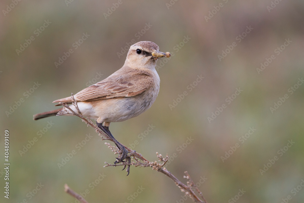 Izabeltapuit, Isabelline Wheatear, Oenanthe isabellina Izabeltapuit, Isabelline Wheatear, Oenanthe isabellina
