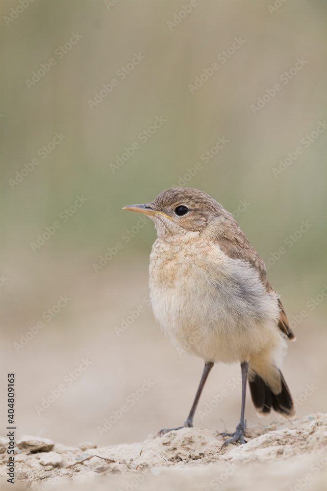 Izabeltapuit, Isabelline Wheatear, Oenanthe isabellina Izabeltapuit, Isabelline Wheatear, Oenanthe isabellina
