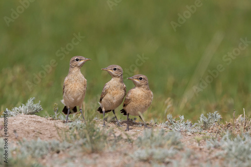 Izabeltapuit, Isabelline Wheatear, Oenanthe isabellina photo