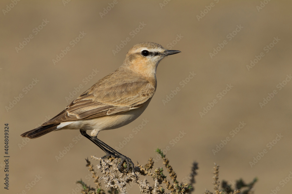 Izabeltapuit, Isabelline Wheatear, Oenanthe isabellina Izabeltapuit, Isabelline Wheatear, Oenanthe isabellina