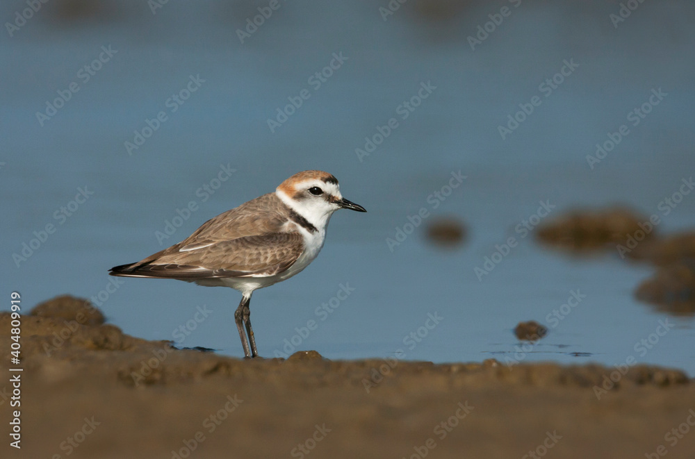 Strandplevier, Kentish Plover, Charadrius alexandrinus Strandplevier, Kentish Plover, Charadrius alexandrinus