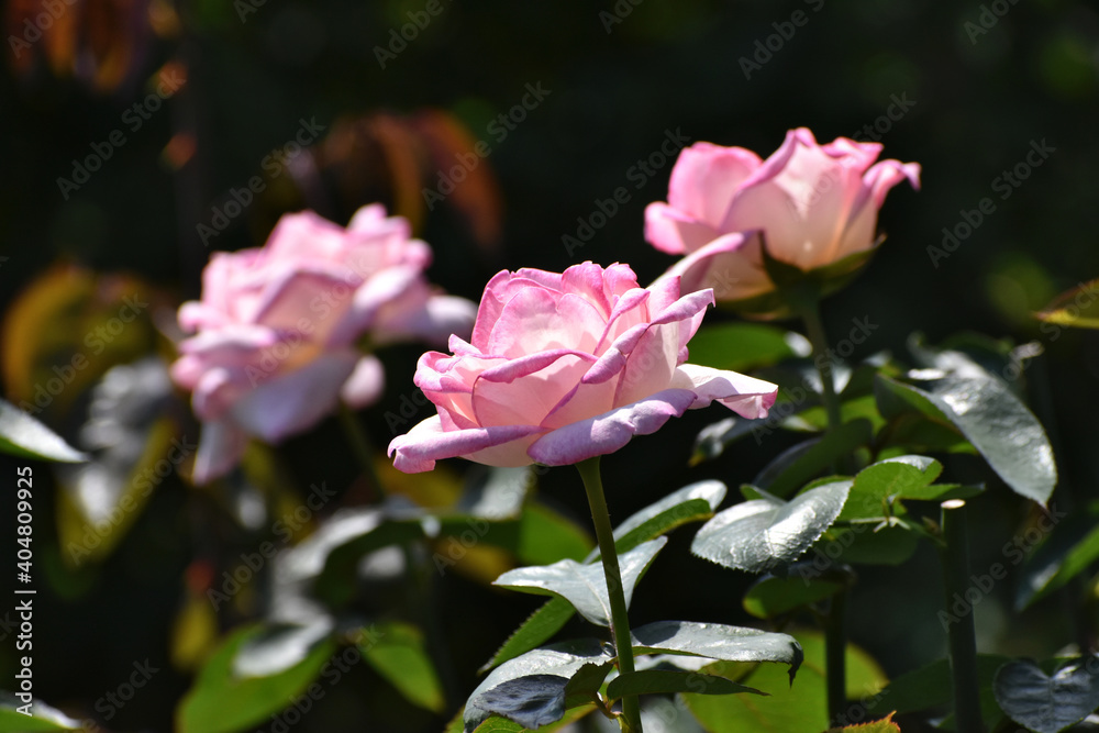 夏の庭園で咲くピンク色のバラの花　プリンセスドゥモナコ（大船フラワーセンター）