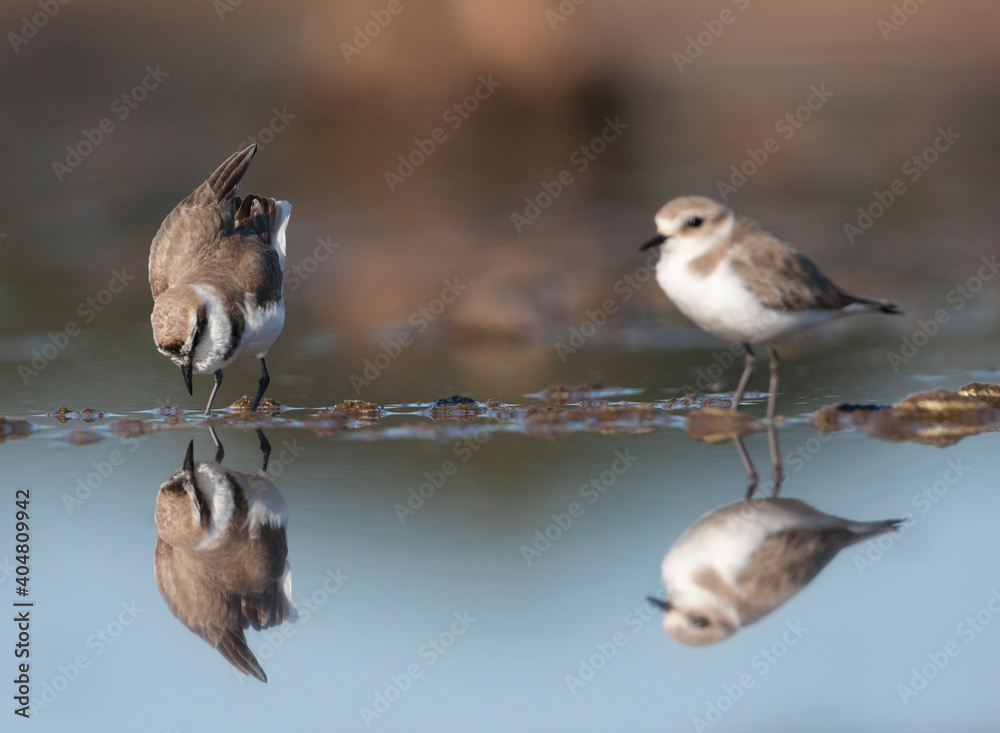 Fototapeta premium Strandplevier, Kentish Plover, Charadrius alexandrinus