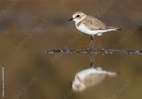 Strandplevier, Kentish Plover, Charadrius alexandrinus photo