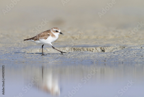 Strandplevier, Kentish Plover, Charadrius alexandrinus photo