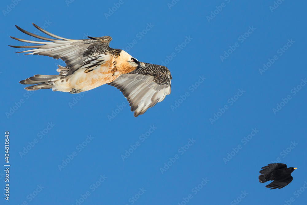 Bearded Vulture, Gypaetus barbatus barbatus Bearded Vulture, Gypaetus barbatus barbatus