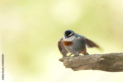 Turkse Boomklever, Kruper's Nuthatch, Sitta krueperi photo