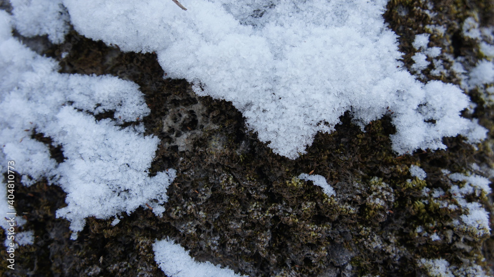 Snow on the bark of an old tree, bark of a coniferous tree Snow on the bark of an old tree, bark of a coniferous tree