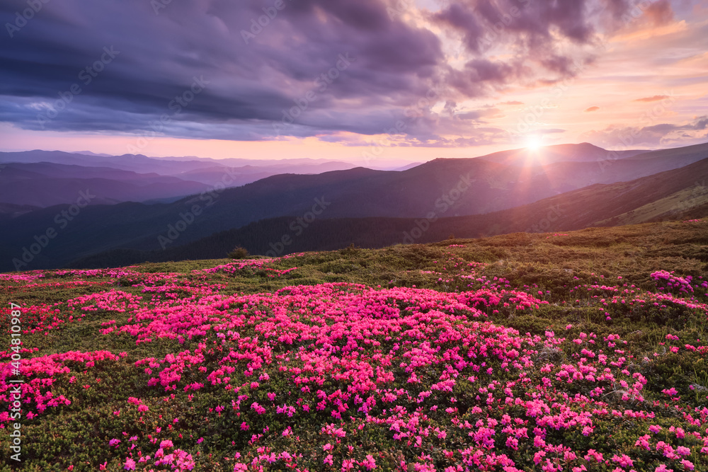 Obraz premium Scenery of the sunrise at the high mountains. A lawn covered with flowers of pink rhododendron. Dramatic sky. Amazing summer day. The revival of the planet. Location Carpathian, Ukraine, Europe.